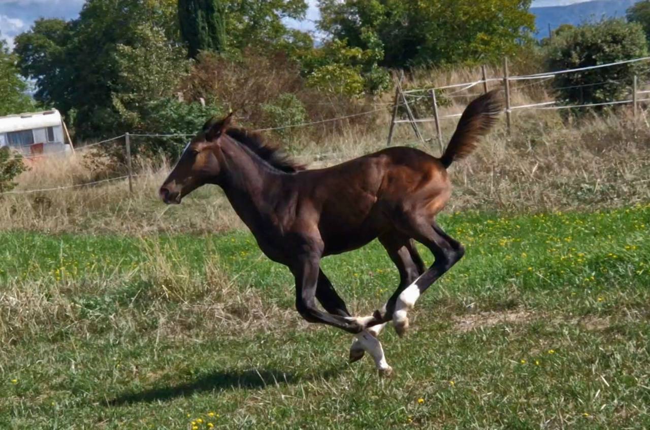 Veulen (vr) Selle Français Te koop 2025 Bruin / Bai ,  Consul dl vie Z