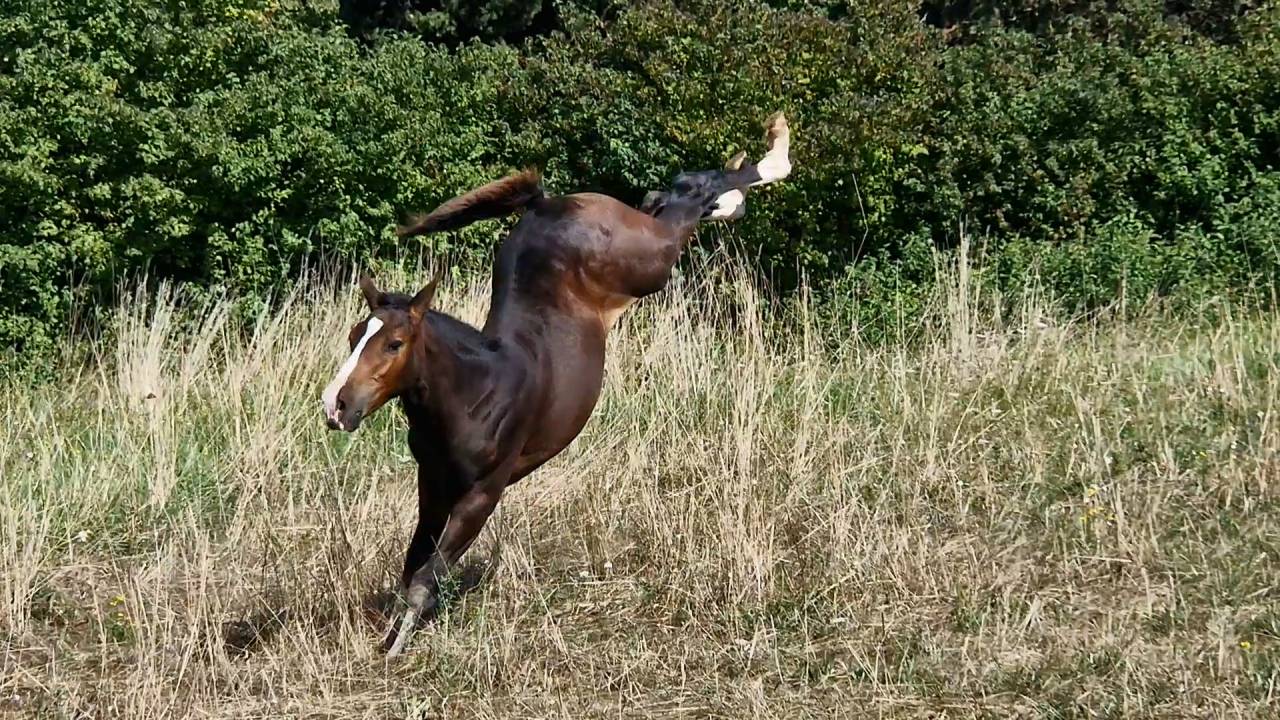 Veulen (vr) Selle Français Te koop 2025 Bruin / Bai ,  Consul dl vie Z