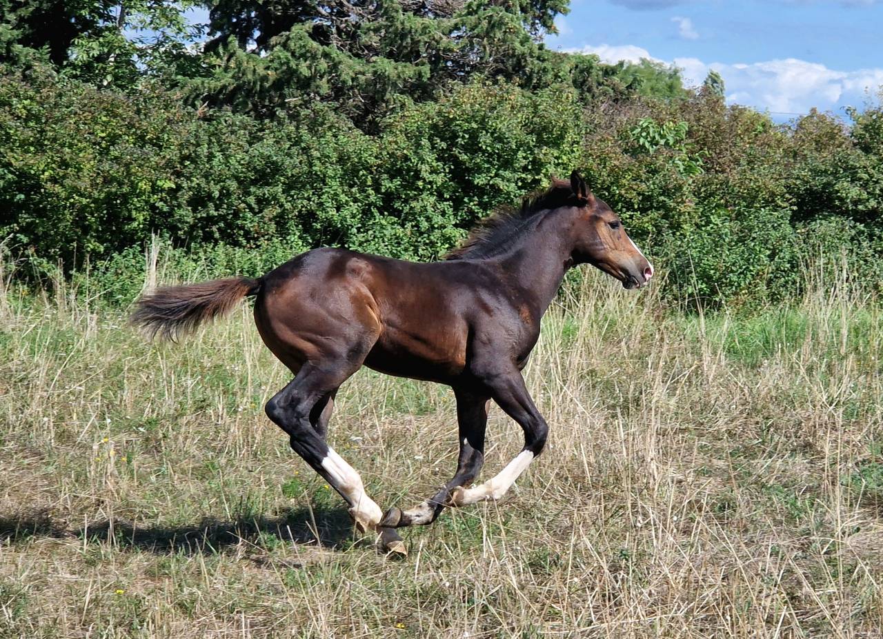 Veulen (vr) Selle Français Te koop 2025 Bruin / Bai ,  Consul dl vie Z