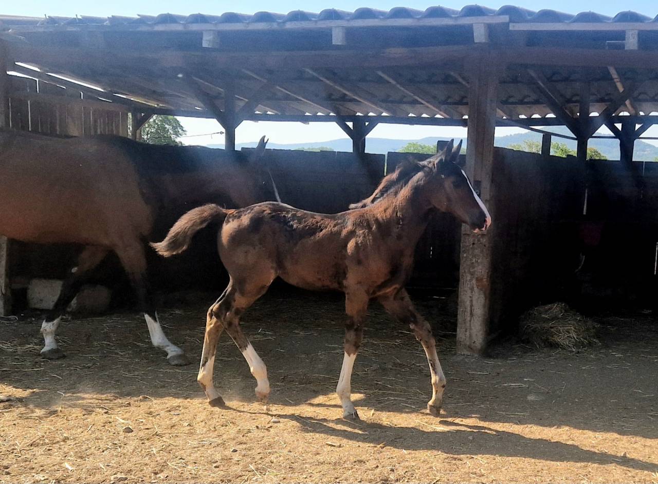 Veulen (vr) Selle Français Te koop 2025 Bruin / Bai ,  Consul dl vie Z