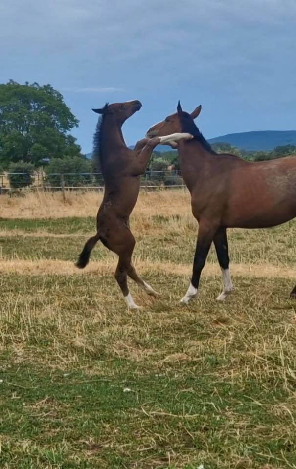 Veulen (vr) Selle Français Te koop 2025 Bruin / Bai ,  Consul dl vie Z