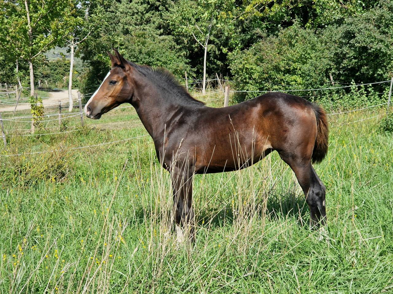 Veulen (vr) Selle Français Te koop 2025 Bruin / Bai ,  Consul dl vie Z