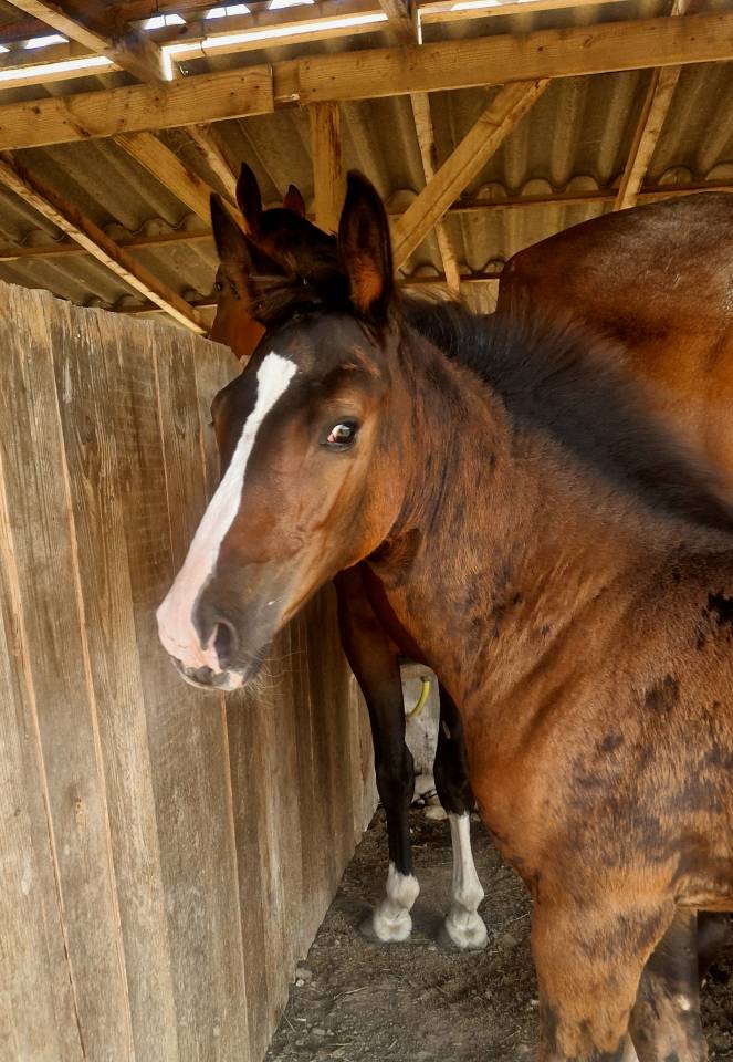 Veulen (vr) Selle Français Te koop 2025 Bruin / Bai ,  Consul dl vie Z