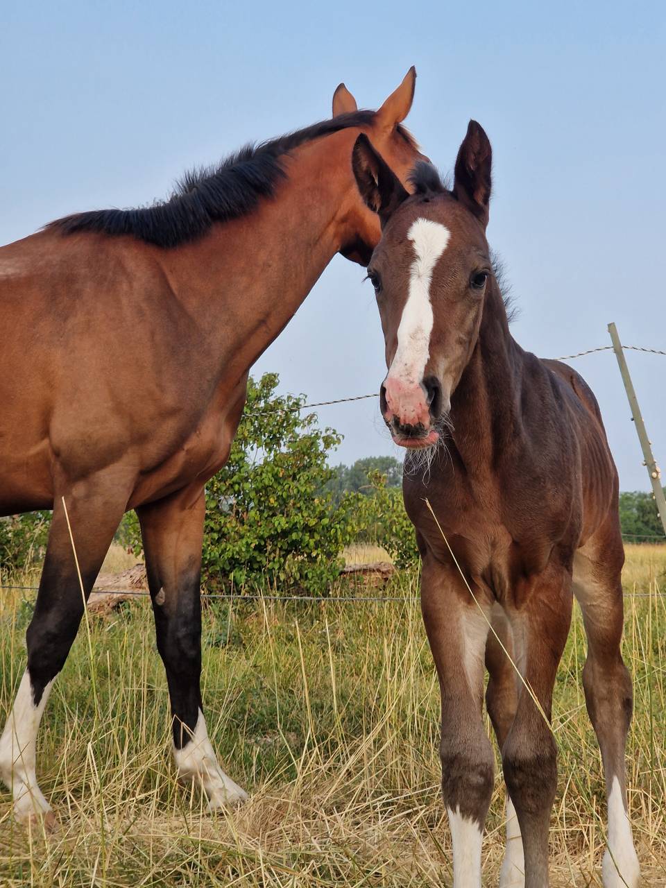 Veulen (vr) Selle Français Te koop 2025 Bruin / Bai ,  Consul dl vie Z