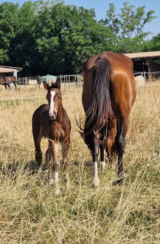 Veulen (vr) Selle Français Te koop 2025 Bruin / Bai ,  Consul dl vie Z