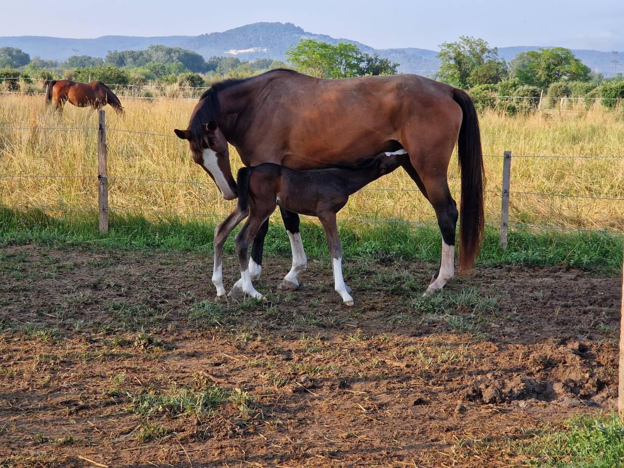 Veulen (vr) Selle Français Te koop 2025 Bruin / Bai ,  Consul dl vie Z