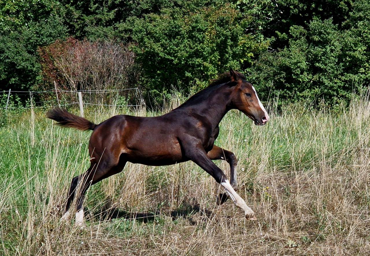 Veulen (vr) Selle Français Te koop 2025 Bruin / Bai ,  Consul dl vie Z