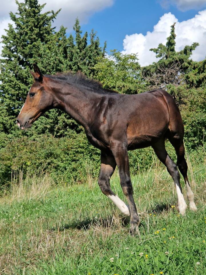 Veulen (vr) Selle Français Te koop 2025 Bruin / Bai ,  Consul dl vie Z