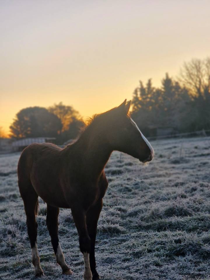 Veulen (vr) Selle Fran&ccedil;ais Te koop 2025 Bruin / Bai ,  Consul dl vie Z