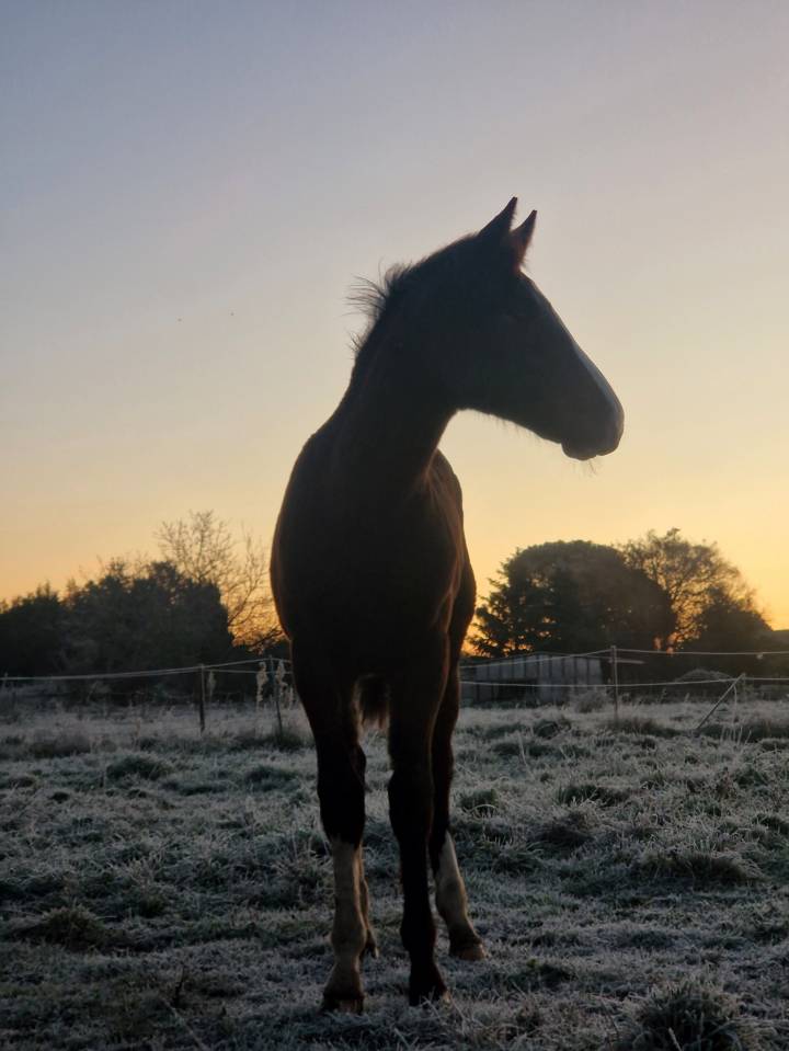 Veulen (vr) Selle Fran&ccedil;ais Te koop 2025 Bruin / Bai ,  Consul dl vie Z