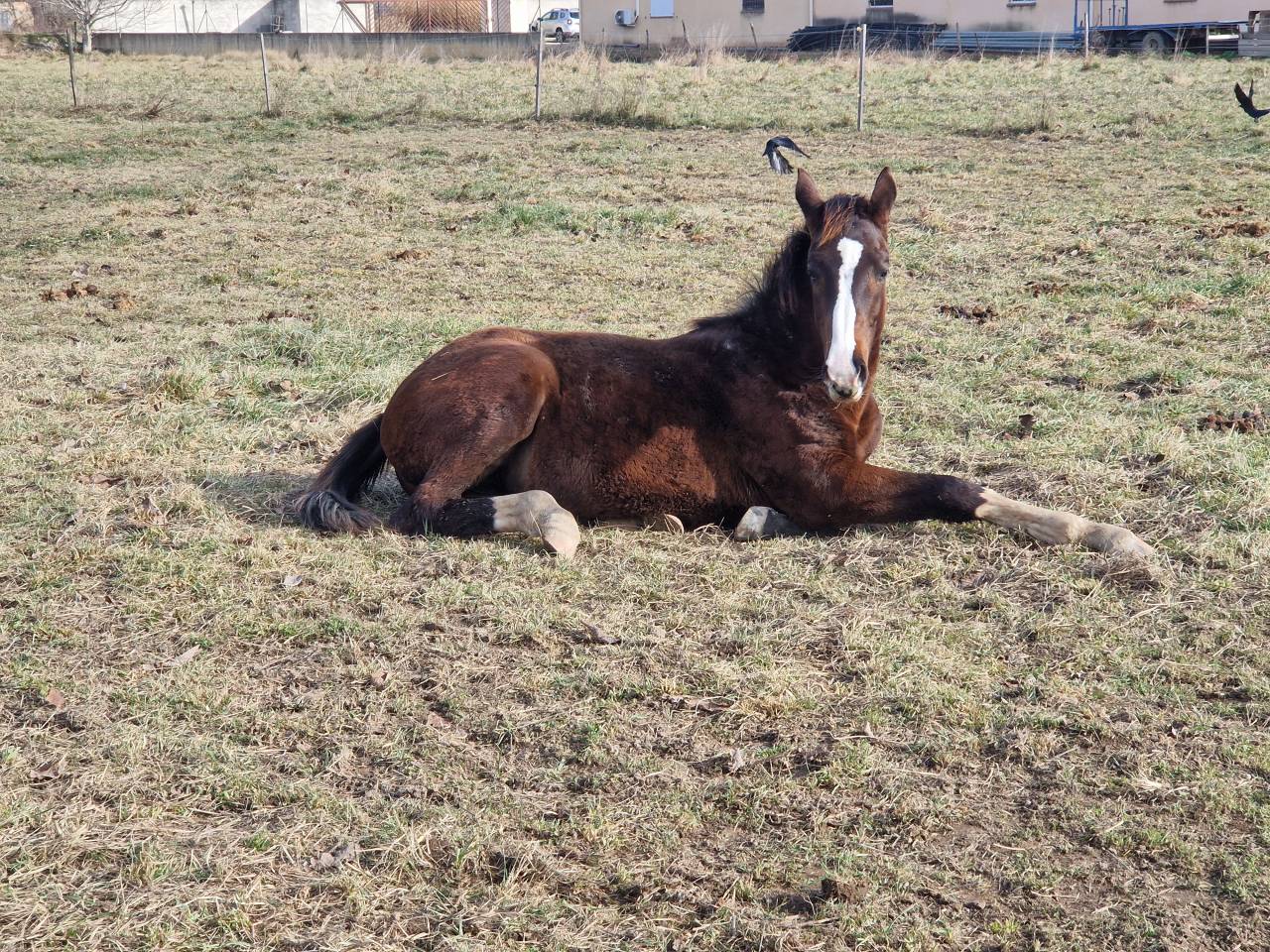 Veulen (vr) Selle Fran&ccedil;ais Te koop 2025 Bruin / Bai ,  Consul dl vie Z