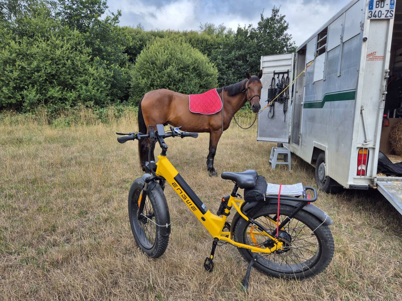 Ruin Wielkopolski  Te koop 2014 Donker bruin / bai ,  KLASYK