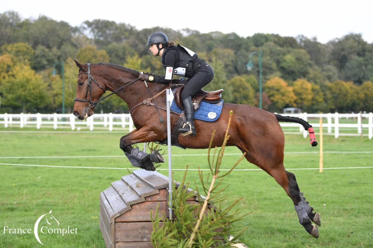 Ruin Wielkopolski  Te koop 2014 Donker bruin / bai ,  KLASYK