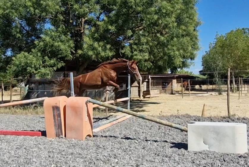 Hengst Selle Français Te koop 2023 Lichte manen en staart ,  Firth of Lorne