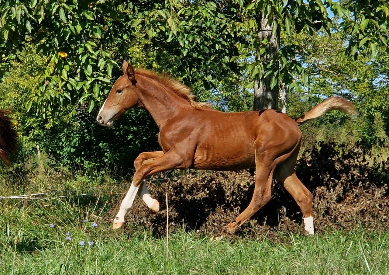 Hengst Selle Français Te koop 2023 Lichte manen en staart ,  Firth of Lorne