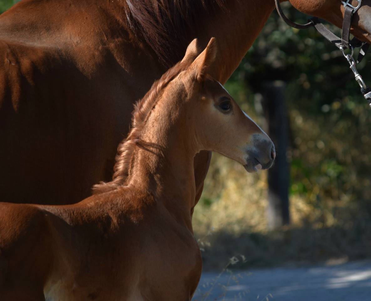 Hengst Selle Français Te koop 2023 Lichte manen en staart ,  Firth of Lorne