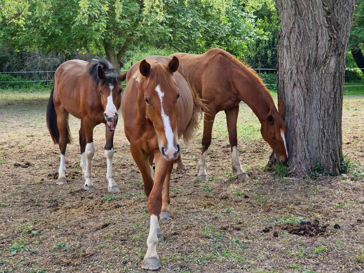 Hengst Selle Français Te koop 2023 Lichte manen en staart ,  Firth of Lorne