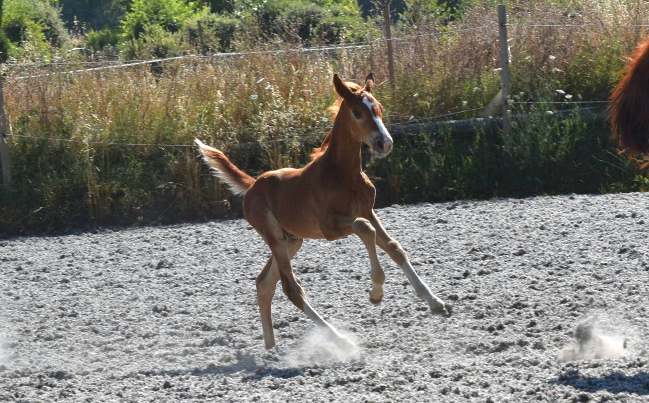 Hengst Selle Français Te koop 2023 Lichte manen en staart ,  Firth of Lorne
