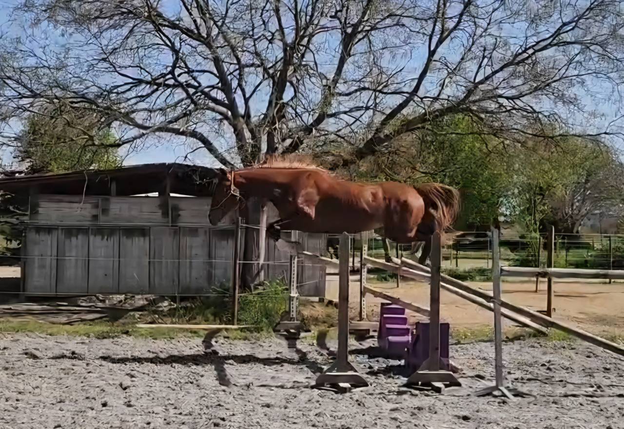 Ruin Selle Fran&ccedil;ais Te koop 2023 Lichte manen en staart ,  Firth of Lorne
