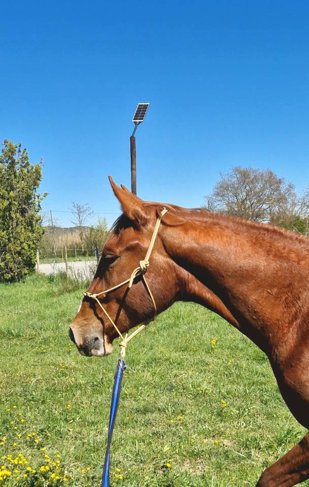 Ruin Selle Fran&ccedil;ais Te koop 2023 Lichte manen en staart ,  Firth of Lorne