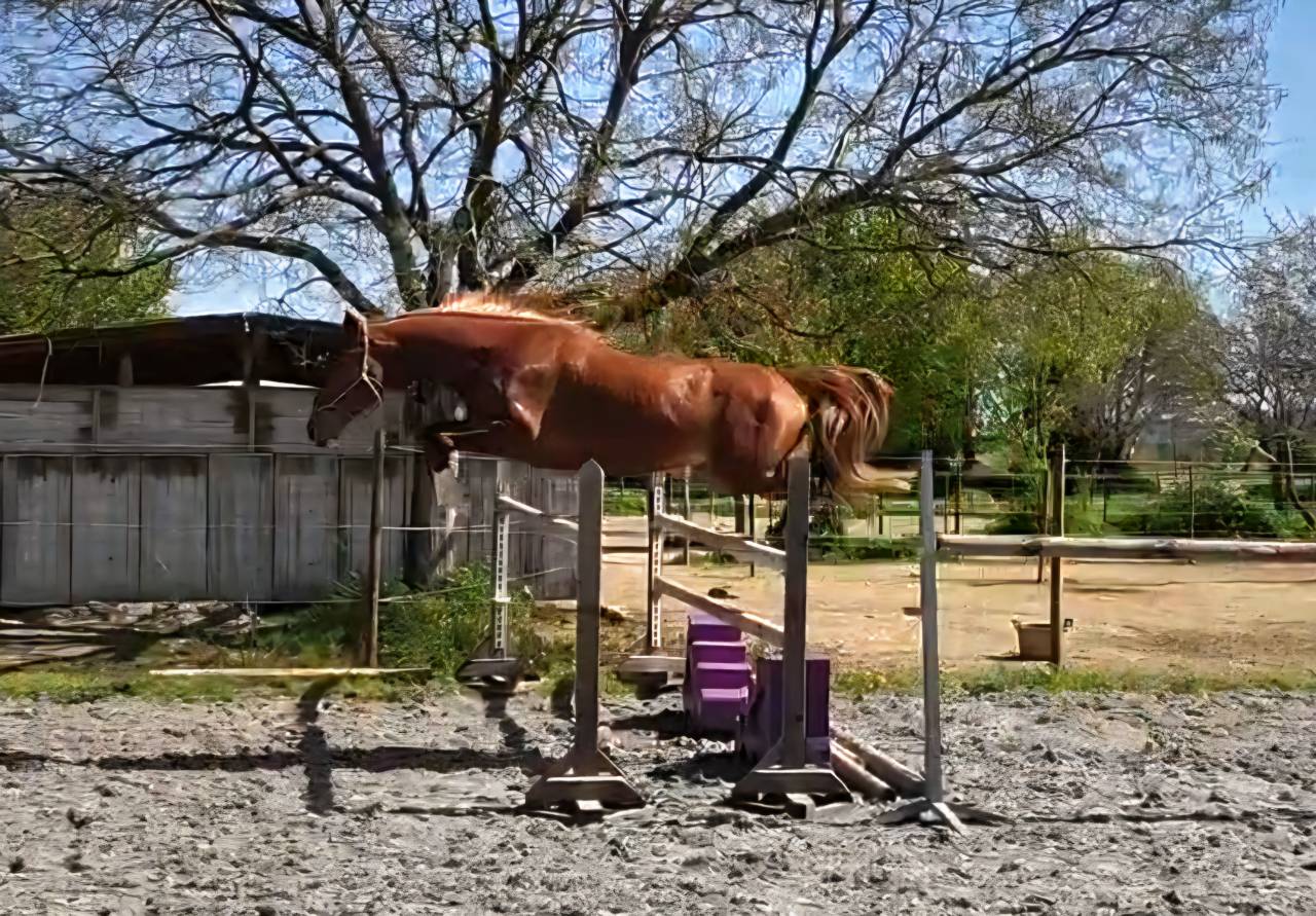 Ruin Selle Fran&ccedil;ais Te koop 2023 Lichte manen en staart ,  Firth of Lorne