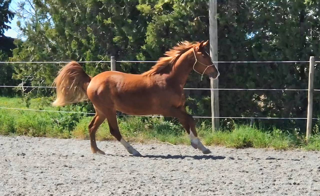 Ruin Selle Fran&ccedil;ais Te koop 2023 Lichte manen en staart ,  Firth of Lorne