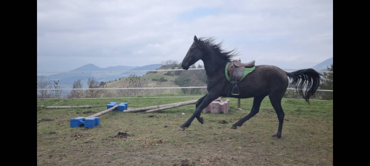 Dekhengst Akhal-Teke Te koop 2021 Zwart ,  Kemput
