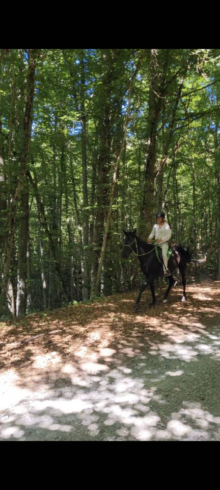 Dekhengst Akhal-Teke Te koop 2021 Zwart ,  Kemput