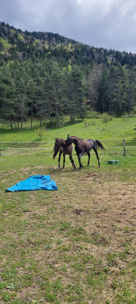 Dekhengst Akhal-Teke Te koop 2021 Zwart ,  Kemput