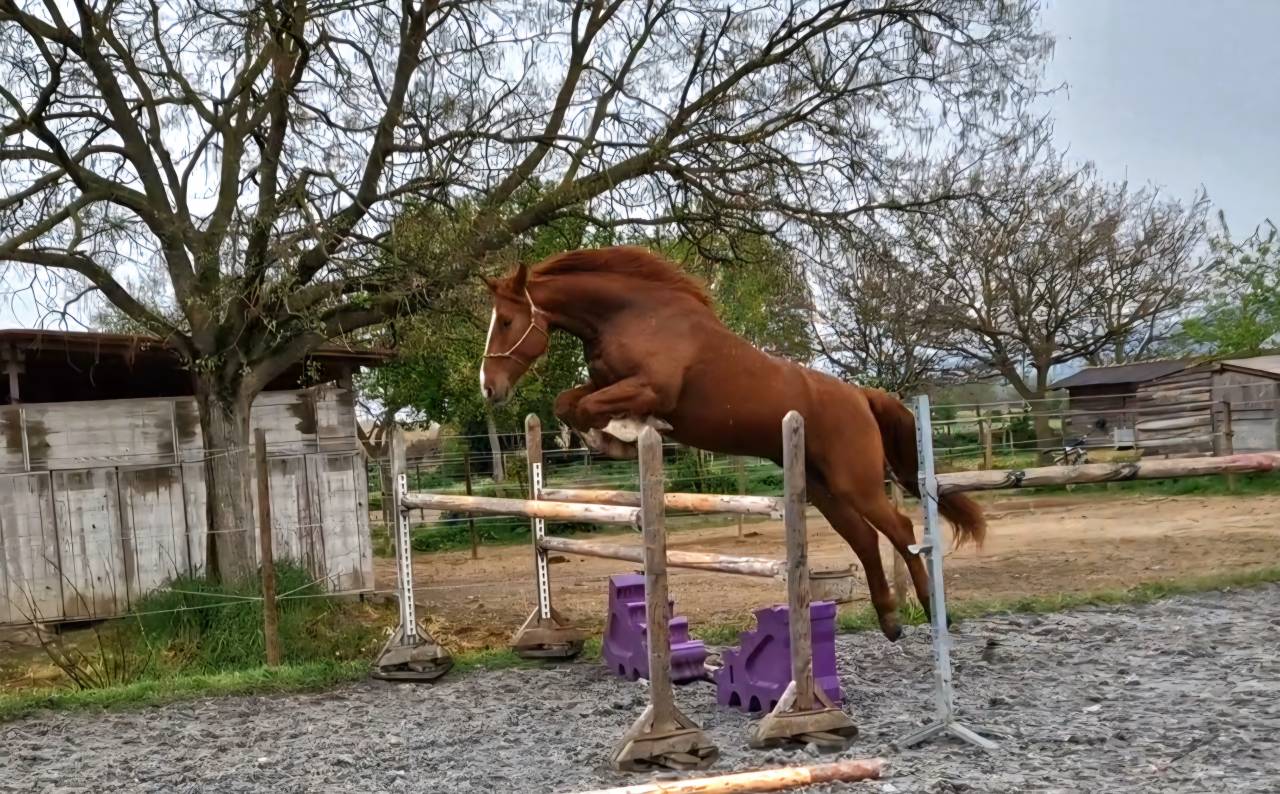 Ruin Selle Fran&ccedil;ais Te koop 2023 Vos ,  I Am Semilly