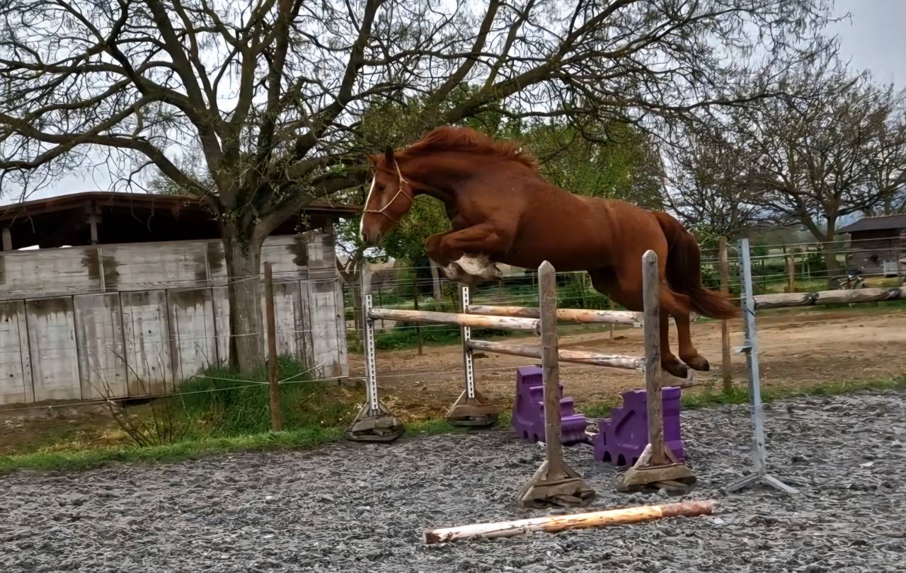Ruin Selle Fran&ccedil;ais Te koop 2023 Vos ,  I Am Semilly