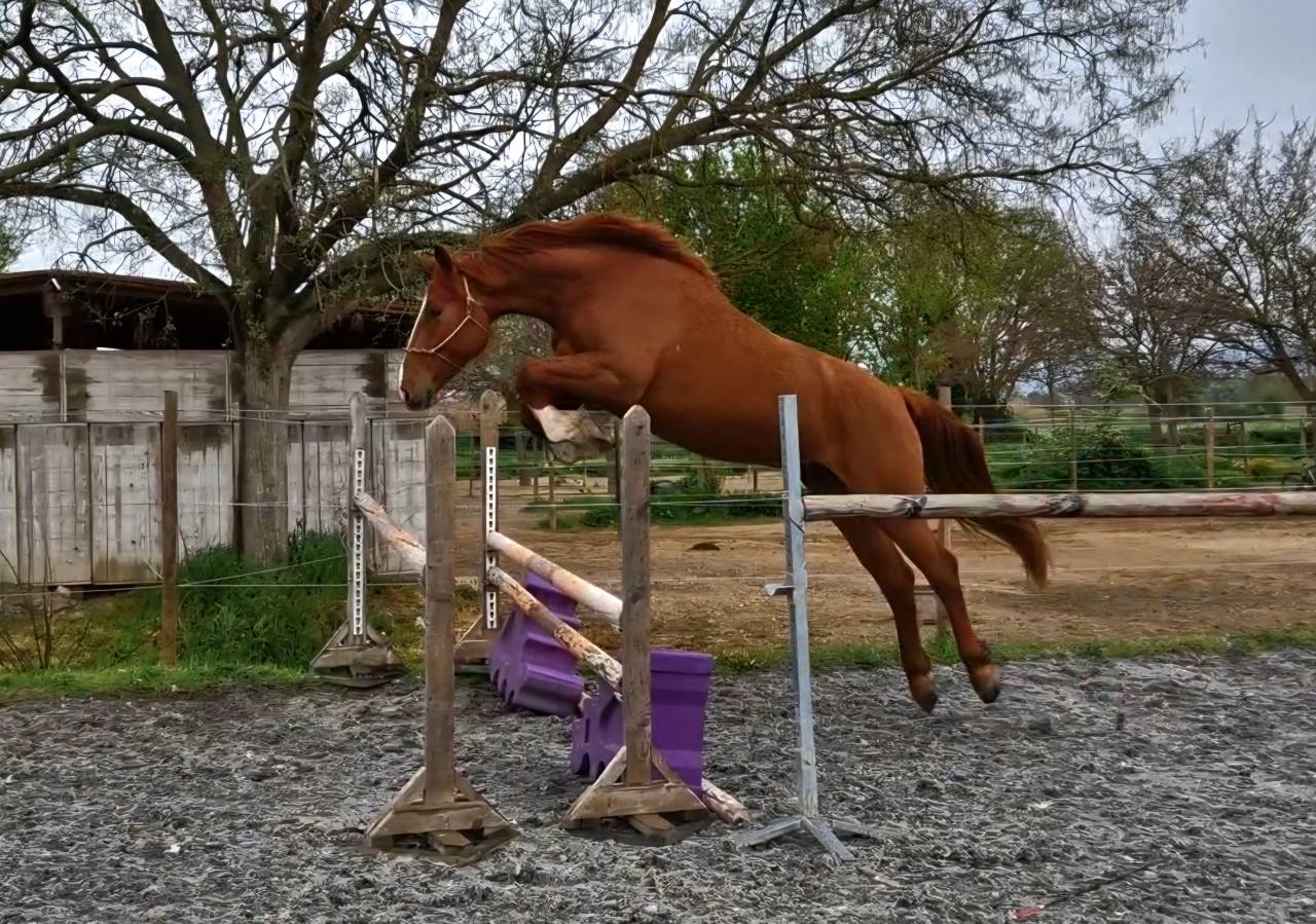 Ruin Selle Fran&ccedil;ais Te koop 2023 Vos ,  I Am Semilly