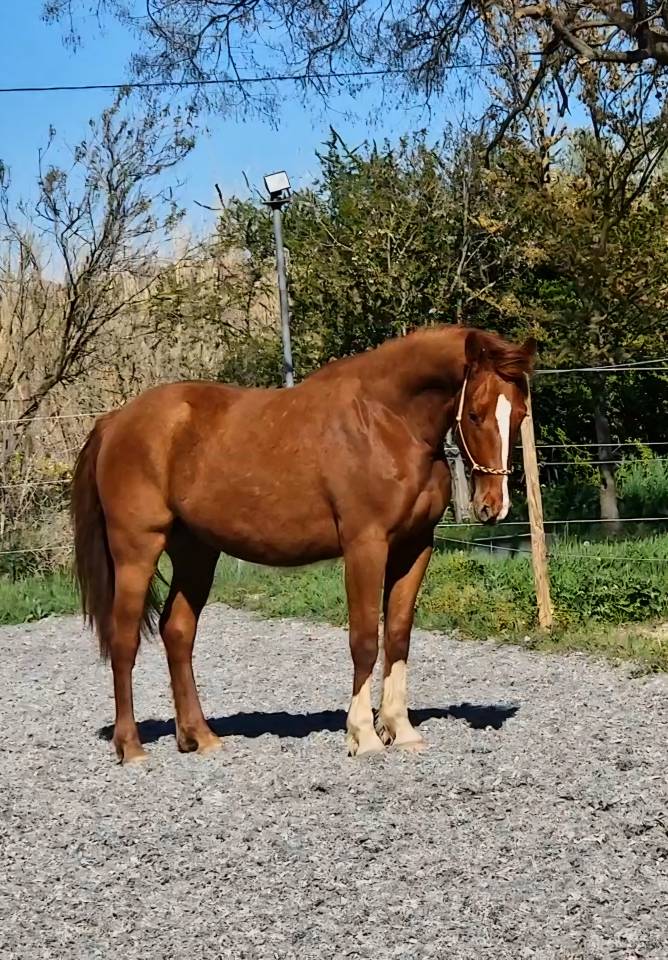 Ruin Selle Fran&ccedil;ais Te koop 2023 Vos ,  I Am Semilly