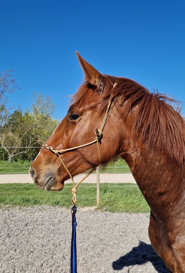 Ruin Selle Fran&ccedil;ais Te koop 2023 Vos ,  I Am Semilly