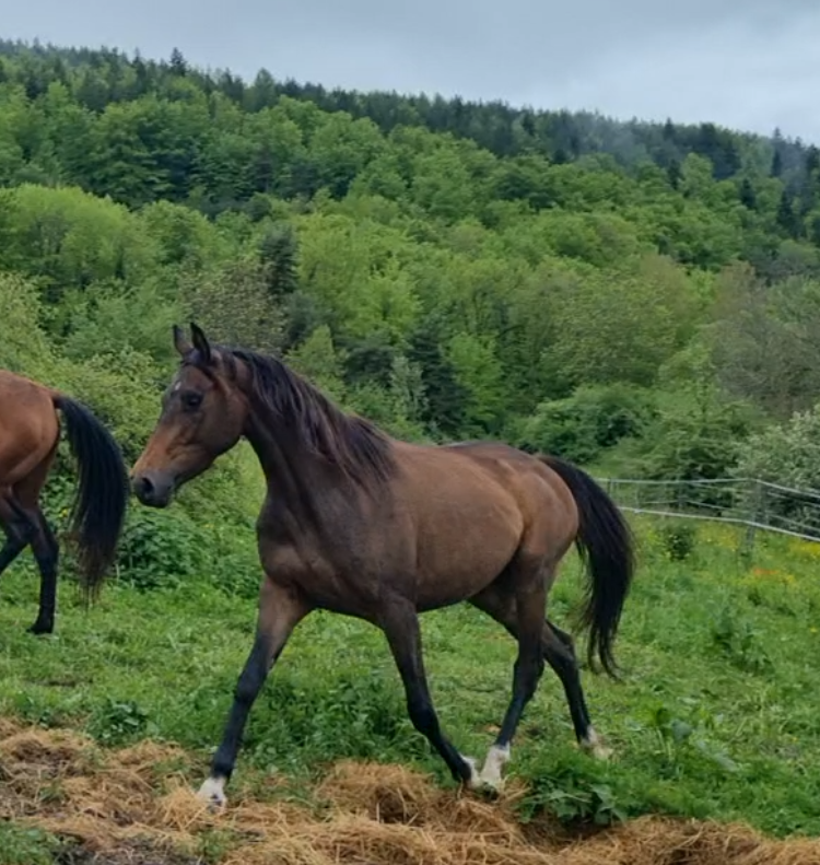 Merrie Bekend ras Te koop 2021 Bruin / Bai ,  Dengiz