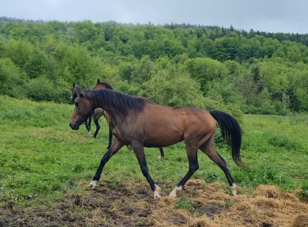 Merrie Bekend ras Te koop 2021 Bruin / Bai ,  Dengiz
