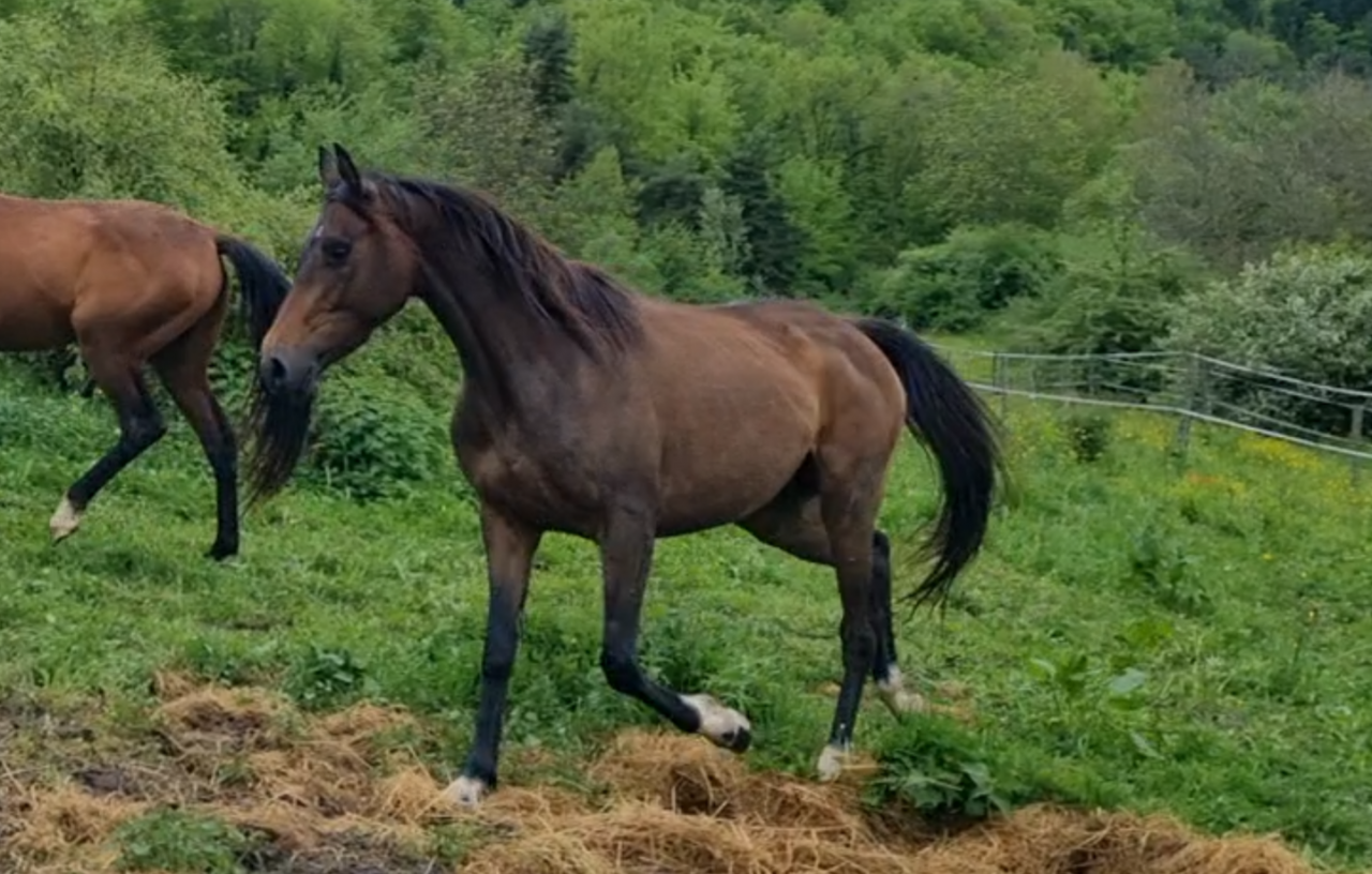 Merrie Bekend ras Te koop 2021 Bruin / Bai ,  Dengiz