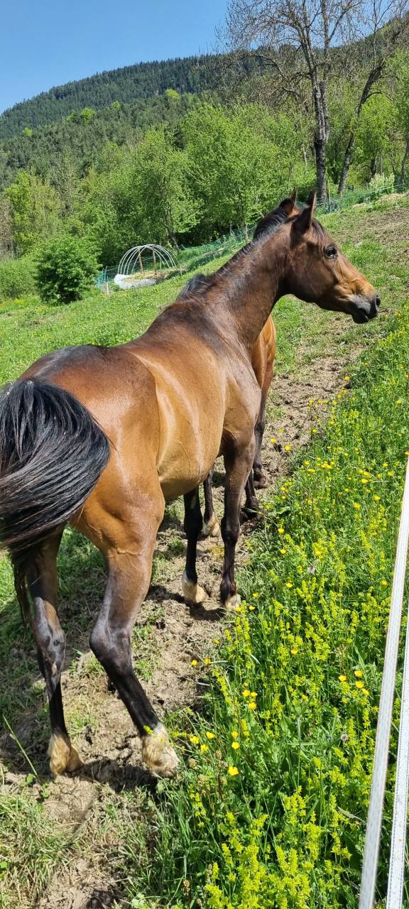 Merrie Bekend ras Te koop 2021 Bruin / Bai ,  Dengiz