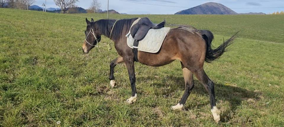 Merrie Bekend ras Te koop 2021 Bruin / Bai ,  Dengiz