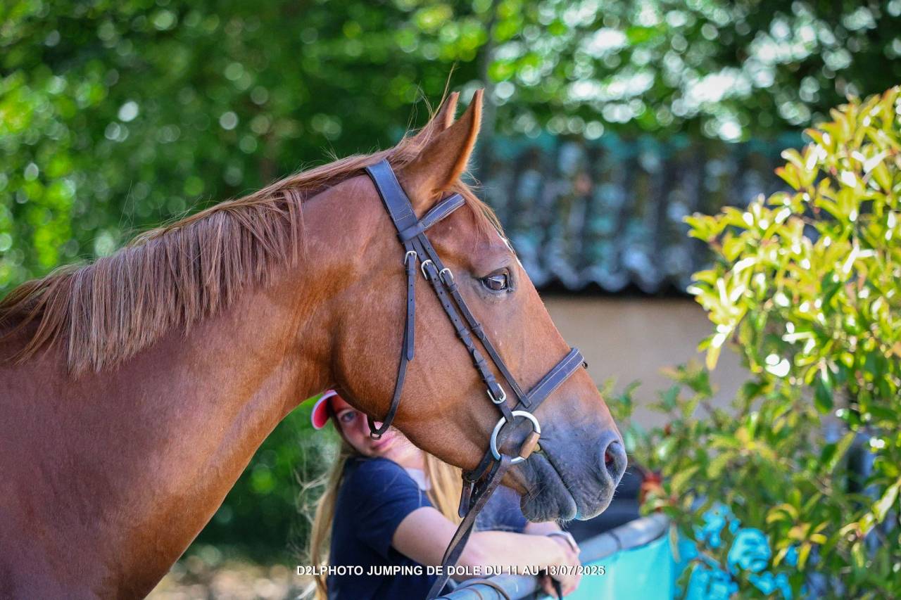 Merrie Bekend ras Te koop 2021 Vos