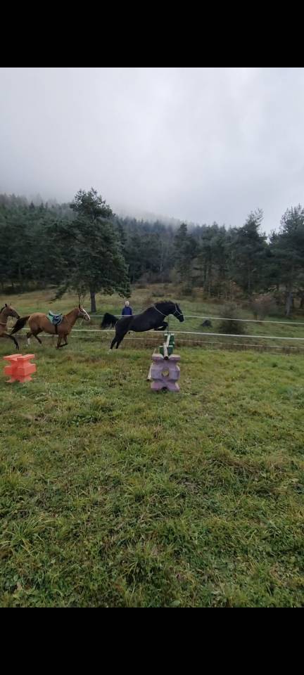 Merrie Bekend ras Te koop 2018 Zwart ,  Duman AT