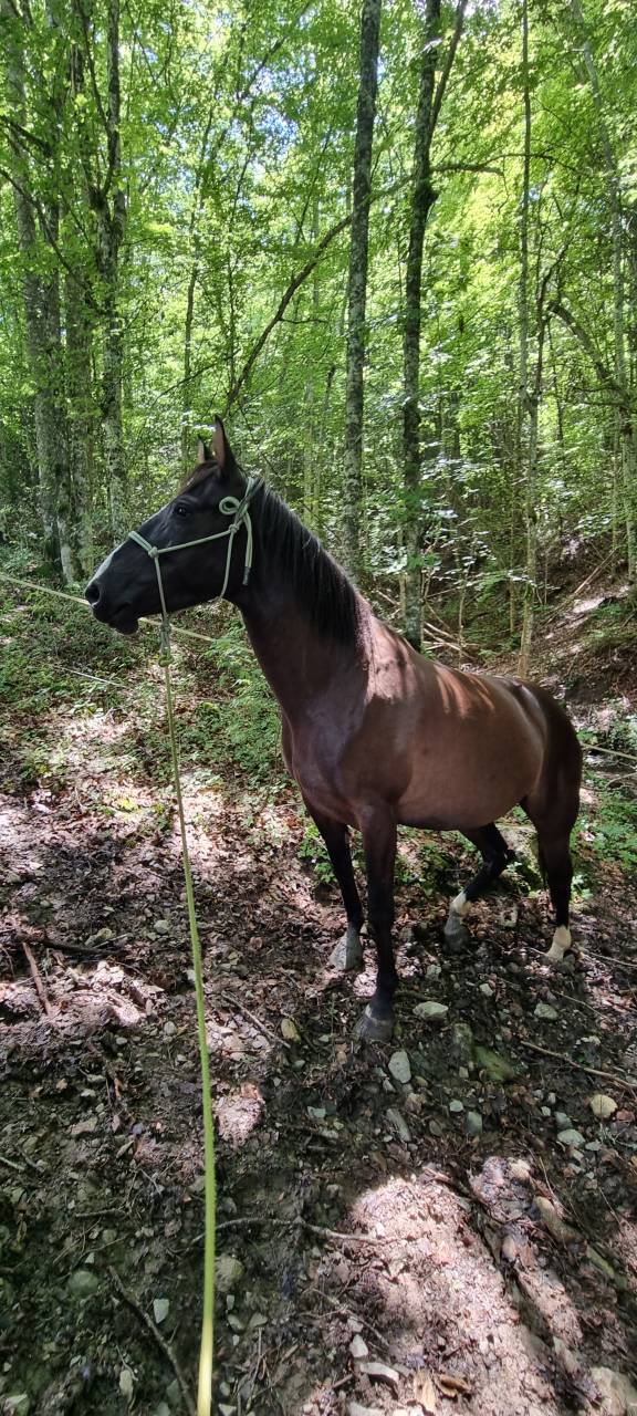 Merrie Bekend ras Te koop 2018 Zwart ,  Duman AT