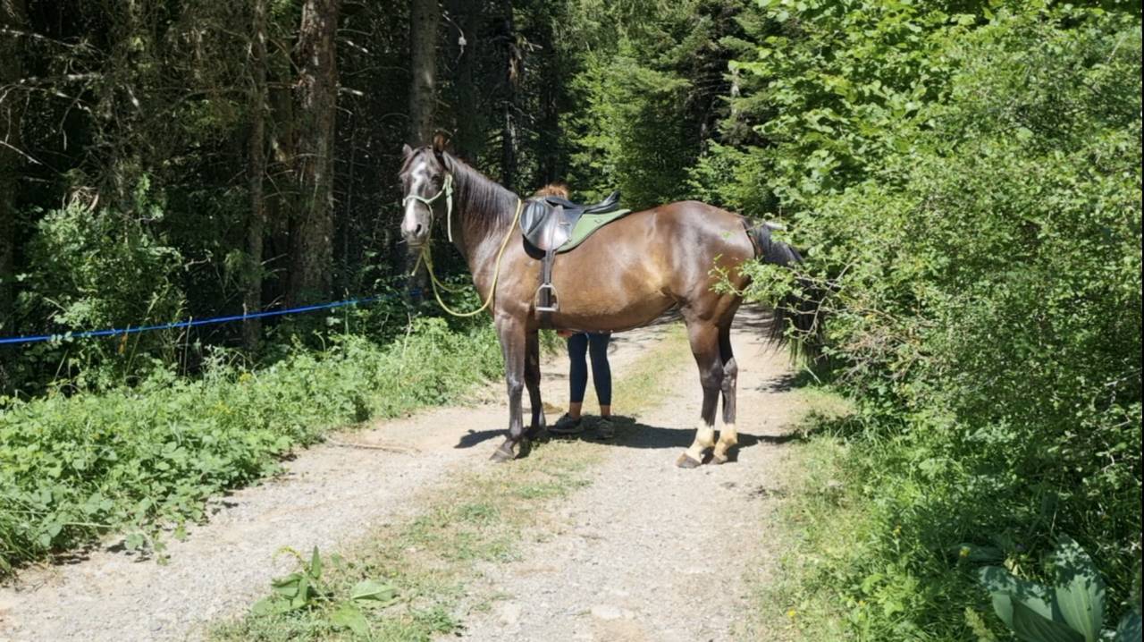 Merrie Bekend ras Te koop 2018 Zwart ,  Duman AT