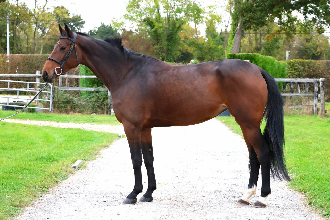 Merrie Bekend ras Te koop 2019 Donker bruin / bai ,  Continuum