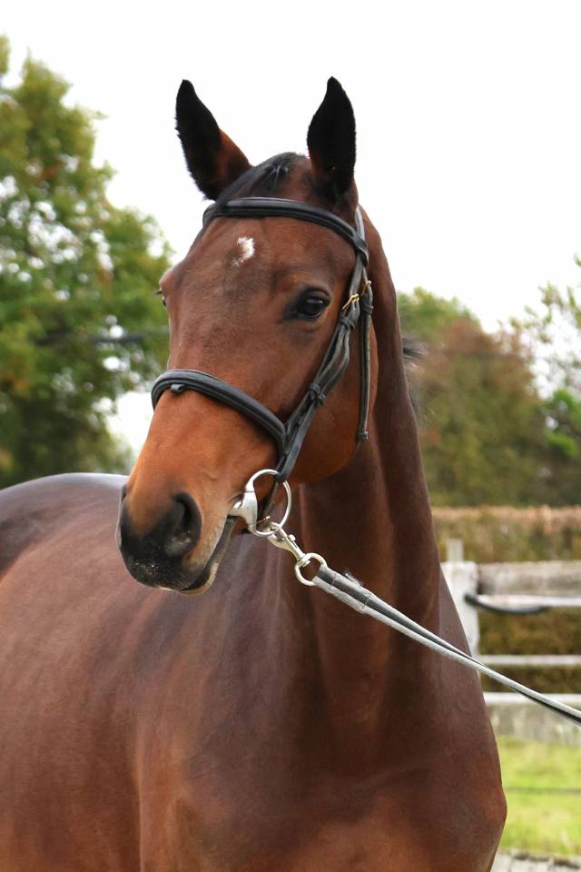 Merrie Bekend ras Te koop 2019 Donker bruin / bai ,  Continuum