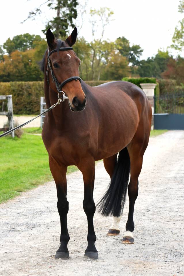 Merrie Bekend ras Te koop 2019 Donker bruin / bai ,  Continuum