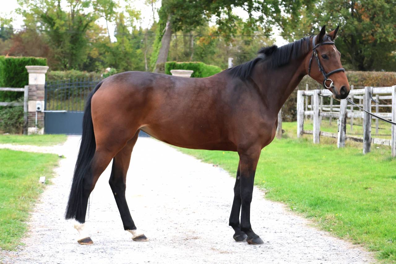 Merrie Bekend ras Te koop 2019 Donker bruin / bai ,  Continuum