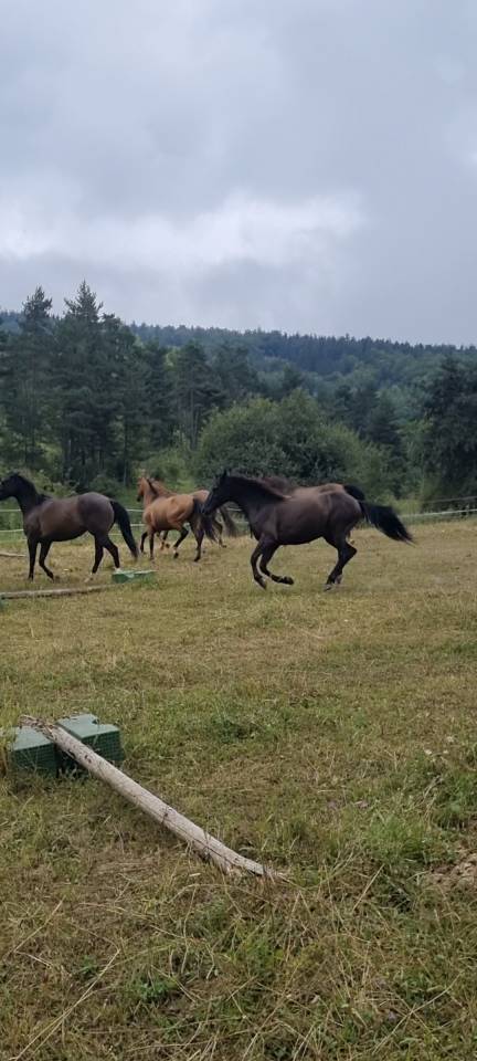 Ruin Bekend ras Te koop 2018 Zwart ,  DUMAN