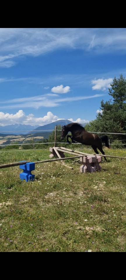 Ruin Bekend ras Te koop 2018 Zwart ,  DUMAN