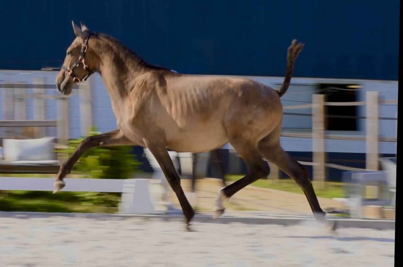 Veulen (ml) PRE Puur Ras Spaans Te koop 2024 Schimmel ,  Poeta de Susaeta